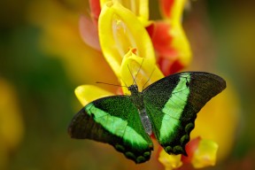 华体会app登入-米兰双雄迎来关键战役，奋力争夺意甲头把交椅