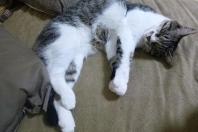 华体会在线-世界杯经典瞬间：留下永恒记忆的奇迹！，世界杯经典镜头