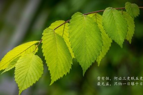 华体会平台-球队是否通过固定节奏训练提升高强度比赛适应力