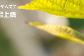 华体会平台下载-乌干达男篮在非洲预赛中拼搏不止，争取奥运资格，乌干达国家男子足球队