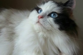 华体会-CBA联赛推动比赛直播互动创新增强粉丝体验，cba2020-2021直播平台