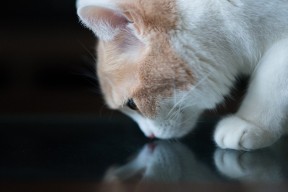 华体会平台下载-陈芋汐跳台决赛突破自我实现梦想，陈芋汐赛后采访合集