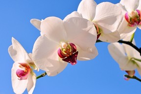 华体会官方网站首页-美国选手阿莱克西刷新个人最佳纪录，阿莱克西亚图片