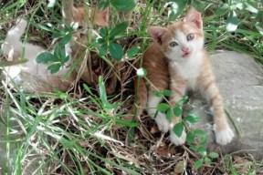 华体会网址-中国男篮加强第二阵容比赛适应性，中国男篮cba第二阶段赛程表