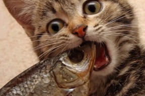 华体会平台下载-教练临场调整迅速，战术反应敏捷，教练员临场指挥的六个因素