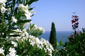 华体会登录入口-黄蜂战术核心替换尝试打出新风格，黄蜂最佳新秀