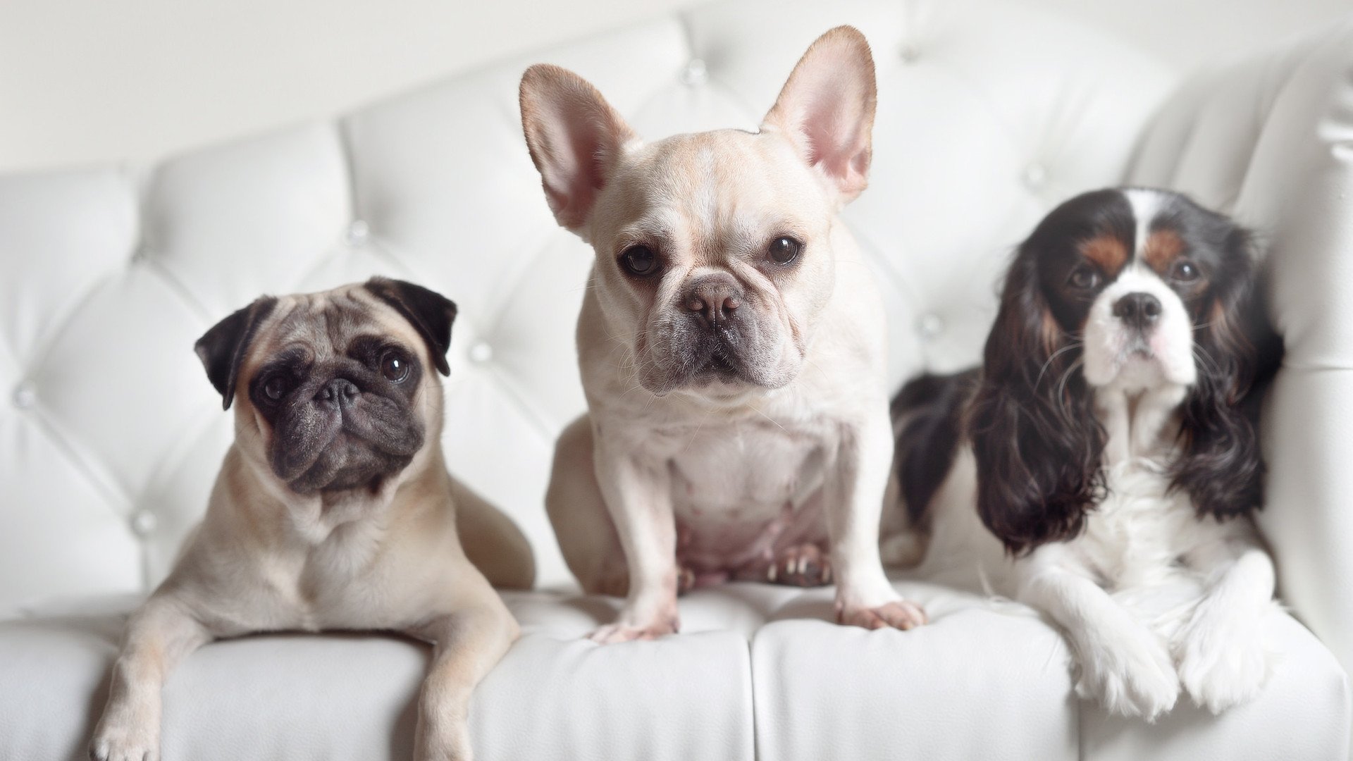 中国篮球职业联赛市场营销创新与品牌建设策略，篮球营销策略有哪几种