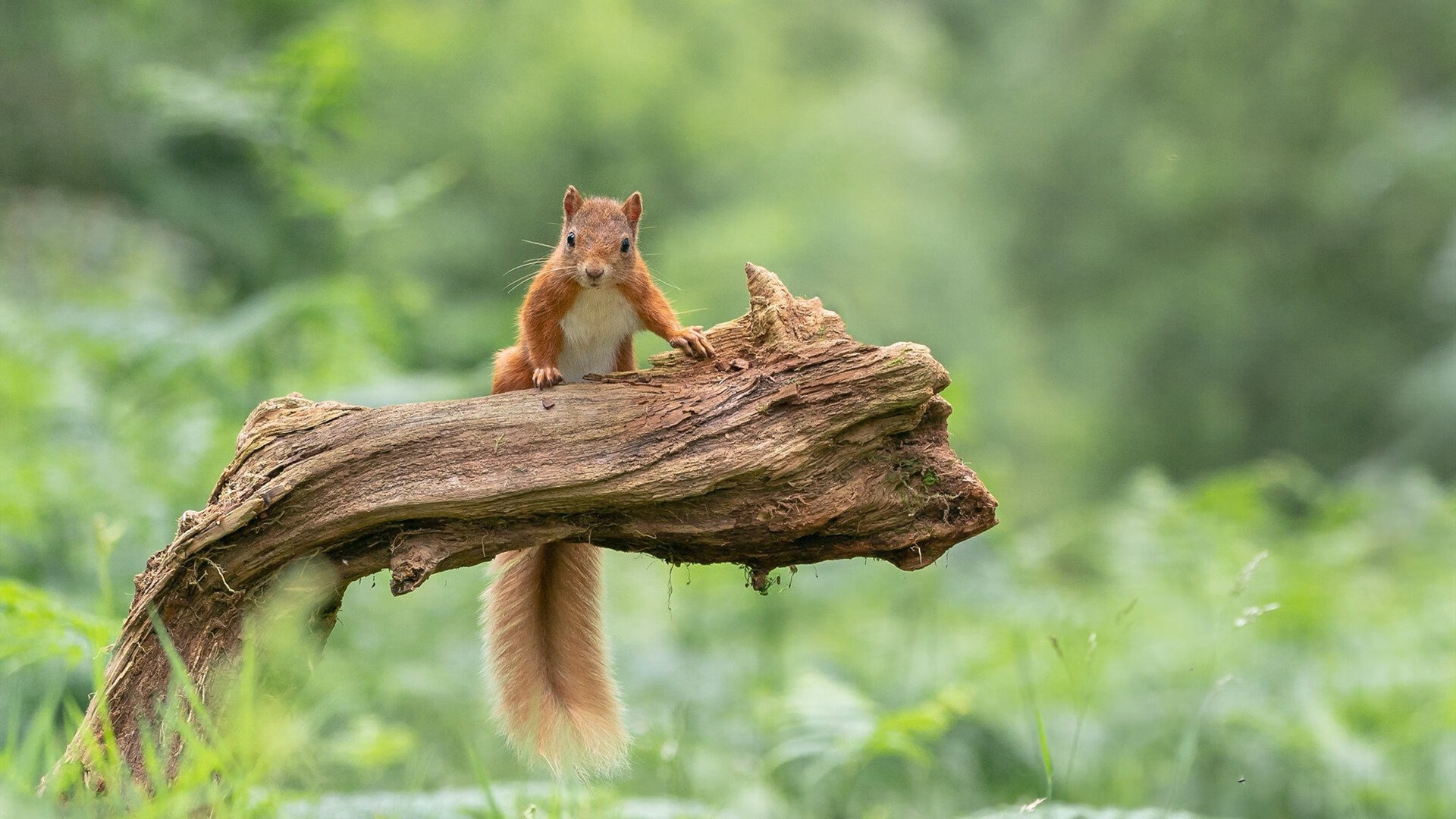 伦敦体育场：阿森纳对阵曼联，谁能笑到最后？，伦敦 阿森纳