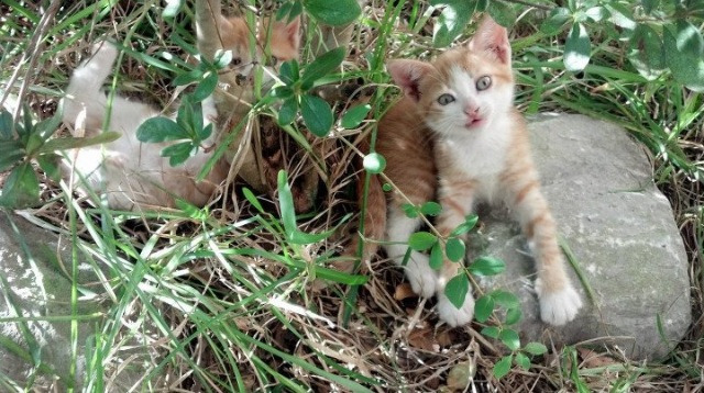 中国男篮加强第二阵容比赛适应性,中国男篮cba第二阶段赛程表