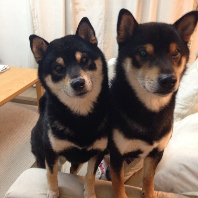 青少年足球裁判成长计划落地执行,青少年足球锦标赛