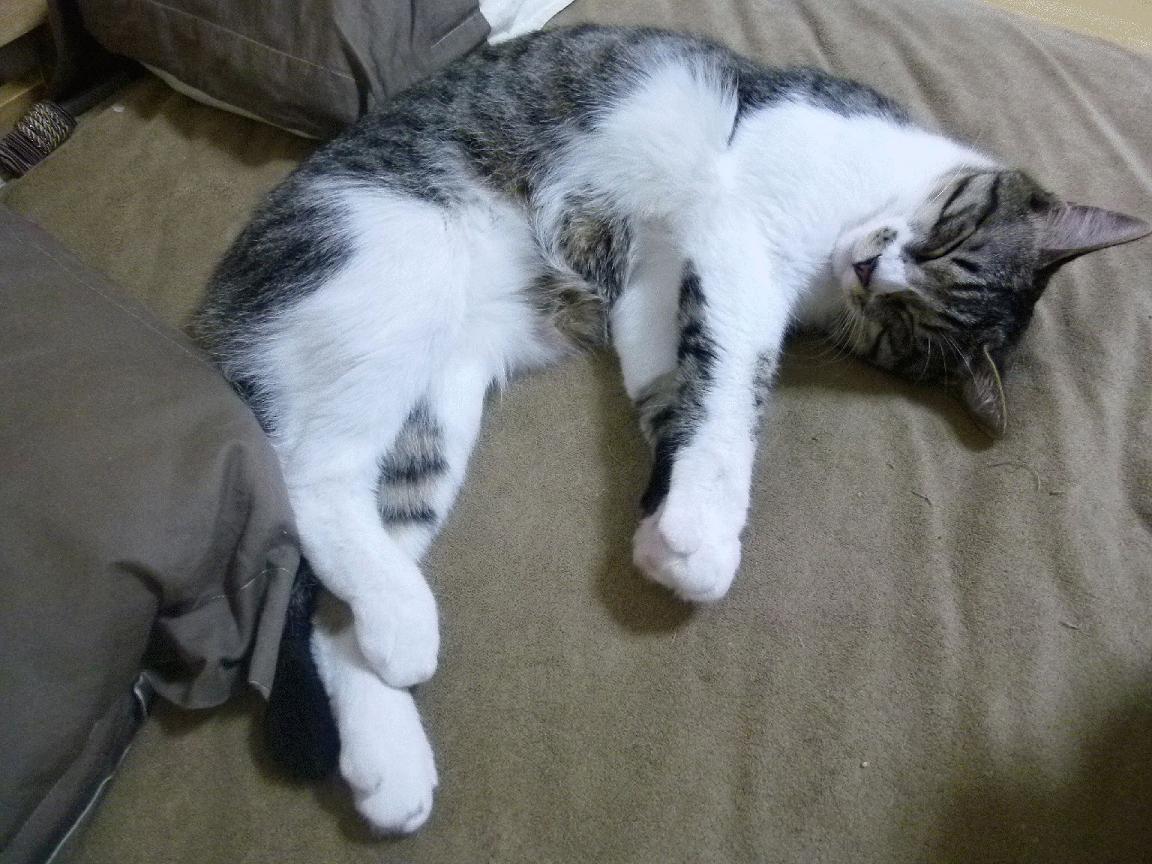 世界杯经典瞬间:留下永恒记忆的奇迹!,世界杯经典镜头