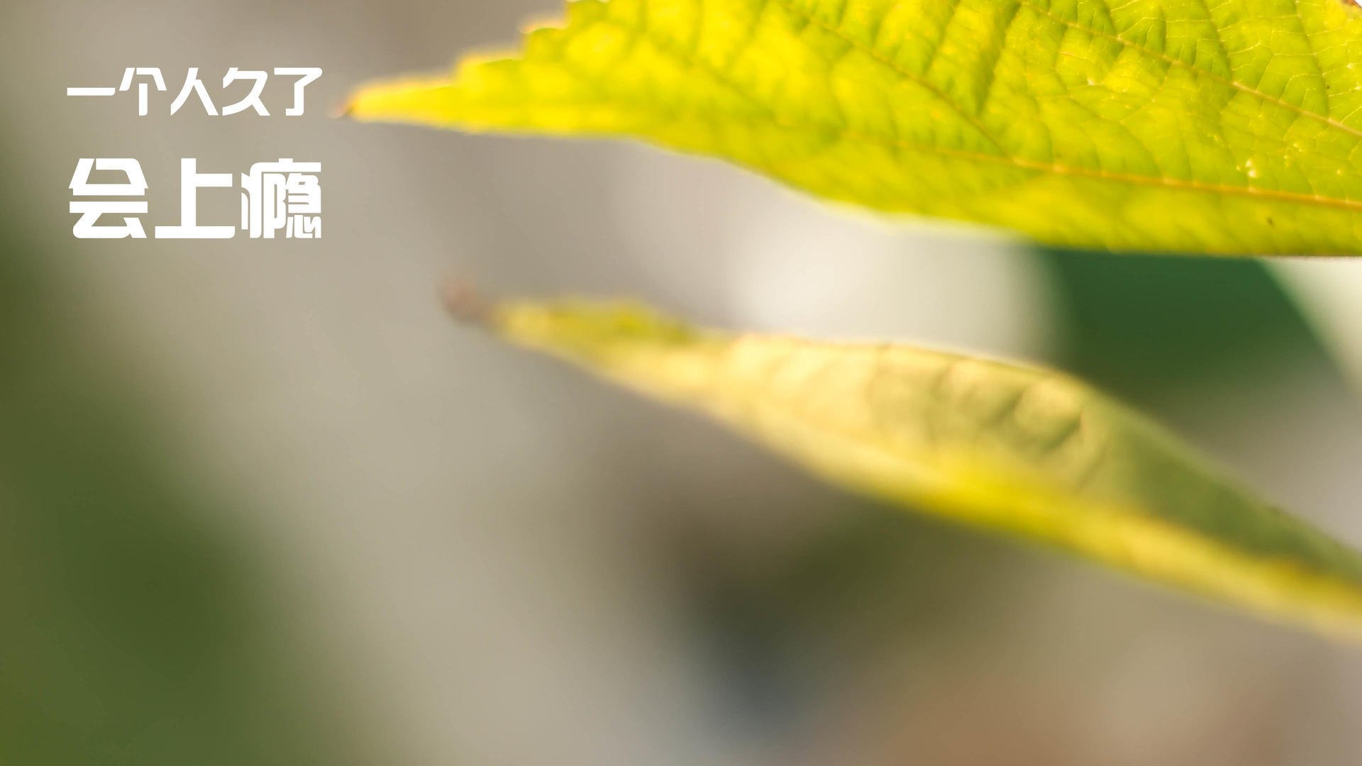 乌干达男篮在非洲预赛中拼搏不止，争取奥运资格，乌干达国家男子足球队