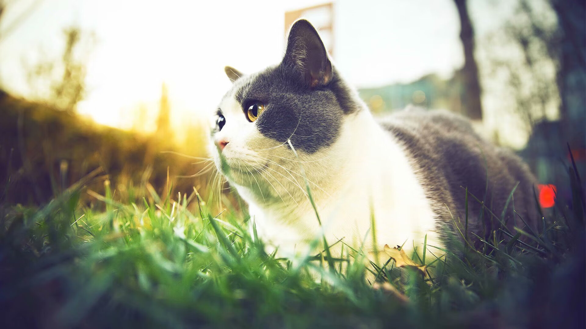 坦桑尼亚男篮在非洲锦标赛中奋勇攀登，追求突破