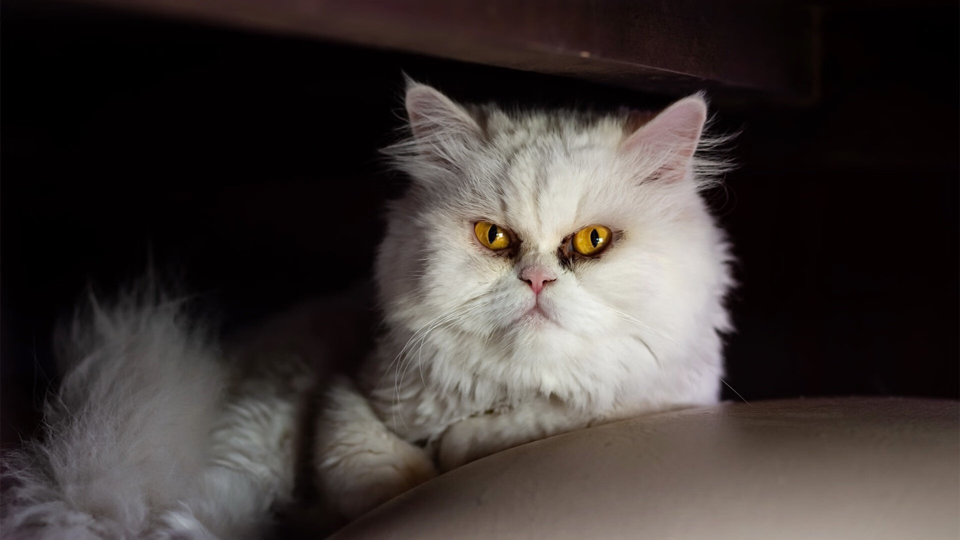 威尔士橄榄球产业受到政策倾斜,未来更具潜力,威尔士篮球官网