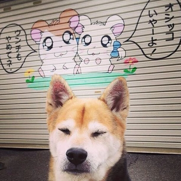 欧洲杯冠军争夺：战术、意志、团队的极致较量，欧洲杯冠军猜测