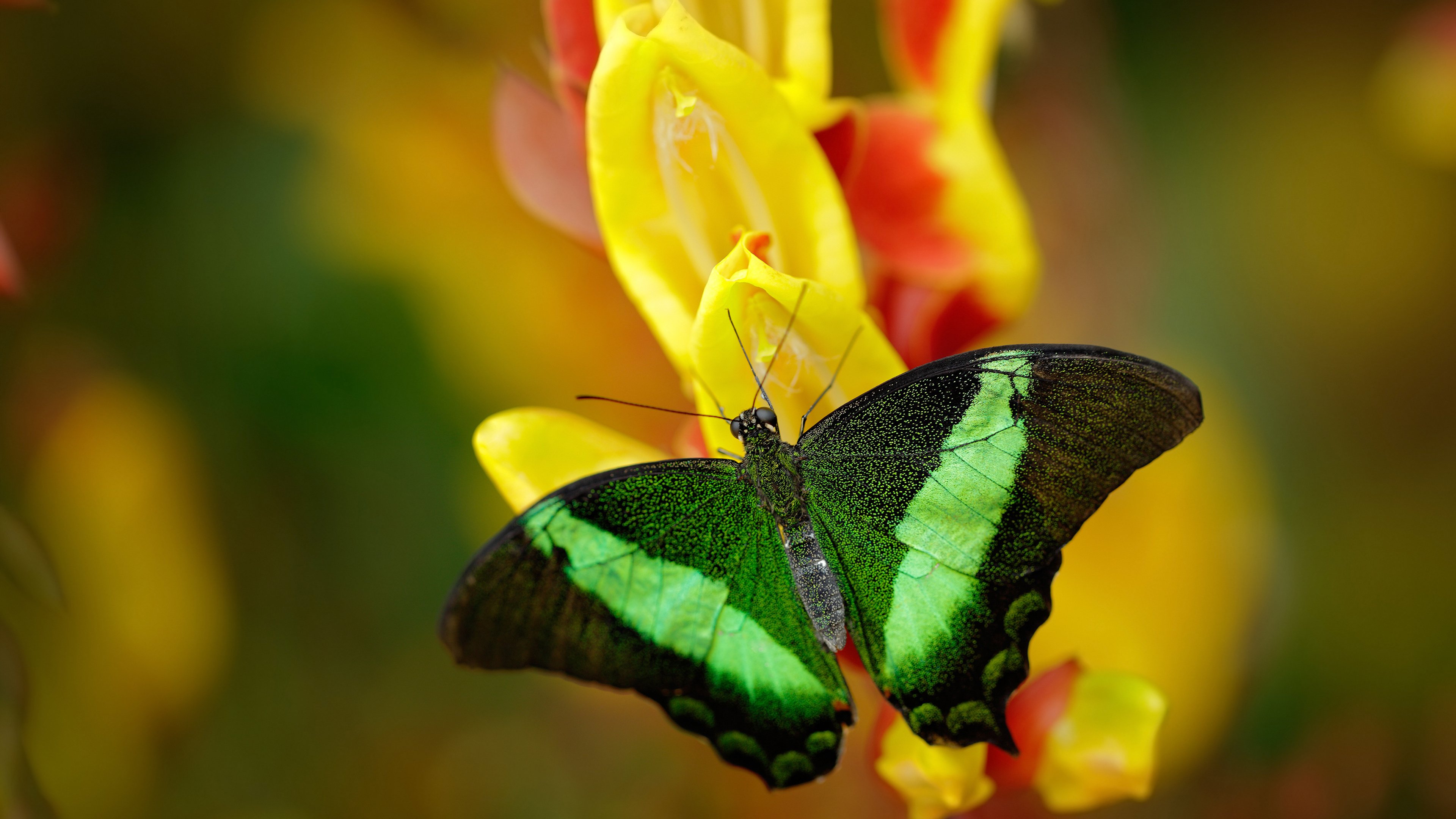 米兰双雄迎来关键战役，奋力争夺意甲头把交椅