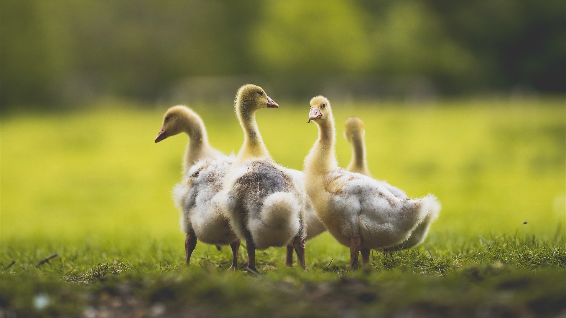 青少年篮球全国测评标准发布涵盖战术意识与身体素质，青少年篮球考核标准