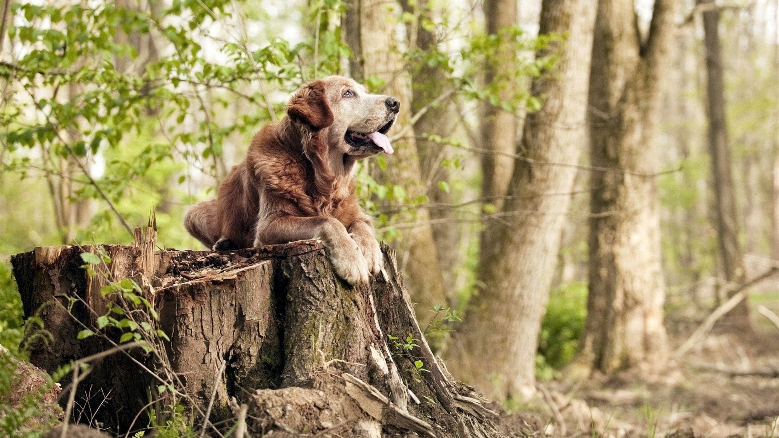 1000元套餐成新生入学“硬性规定”？家长不满声起