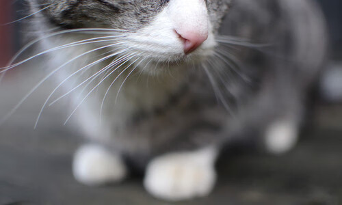 中场组织流畅，切尔西控球率全场最高，切尔西防守中场